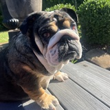 Entry image for Smokey