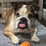 Entry image for Lilo