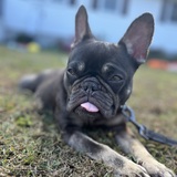 Entry image for Olive