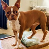 Entry image for ZindiMindy