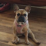 Entry image for Peanut