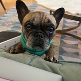 Entry image for Ruby