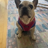 Entry image for Flora