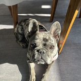 Entry image for Astrid