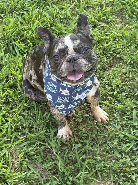 Entry image for Jack Jack. Clicking this image will show a larger photo