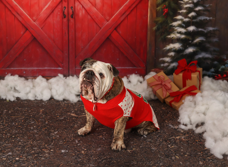 Entry image for Ralphie Parker . Clicking this image will show a larger photo