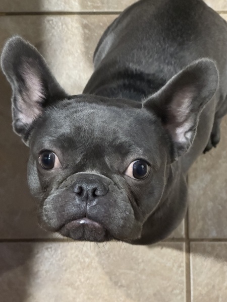 Entry image for Lilith . Clicking this image will show a larger photo