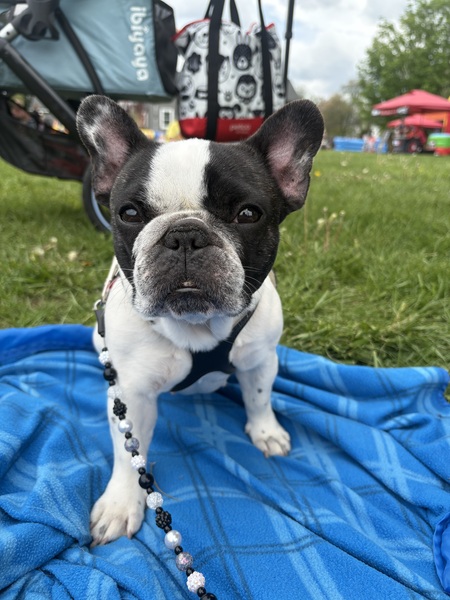 Entry image for Pearl. Clicking this image will show a larger photo