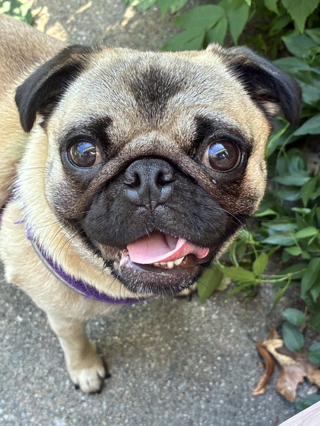 Entry image for Beetle . Clicking this image will show a larger photo