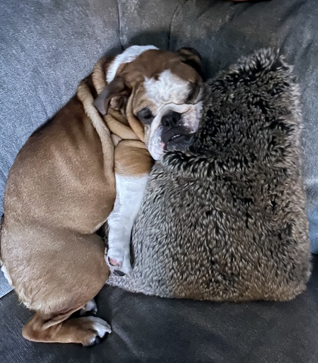 Entry image for Stanley . Clicking this image will show a larger photo