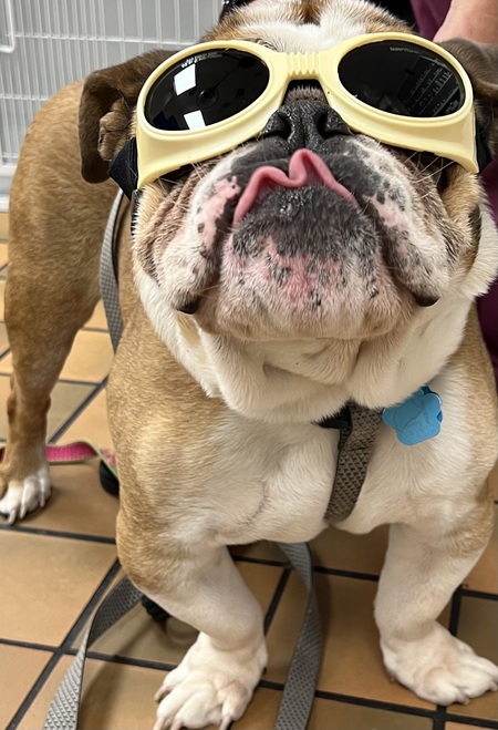 Entry image for Stanley. Clicking this image will show a larger photo