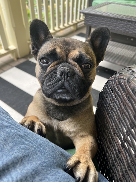 Entry image for Mabel. Clicking this image will show a larger photo