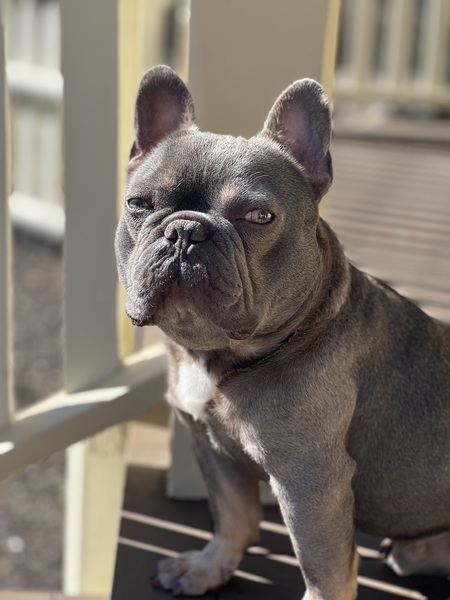 Entry image for Grey. Clicking this image will show a larger photo