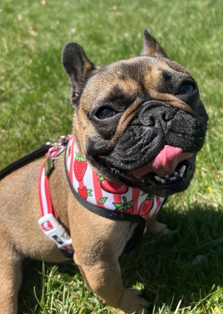 Entry image for Mabel. Clicking this image will show a larger photo