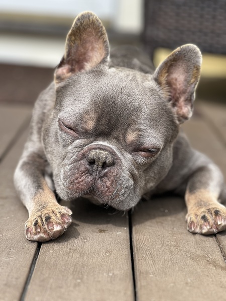 Entry image for Grey. Clicking this image will show a larger photo