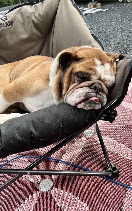 Entry image for Stanley . Clicking this image will show a larger photo