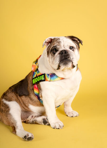 Entry image for Biggie (BB King/ Mr Biggs) . Clicking this image will show a larger photo