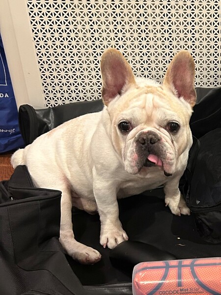 Entry image for Frenchie. Clicking this image will show a larger photo