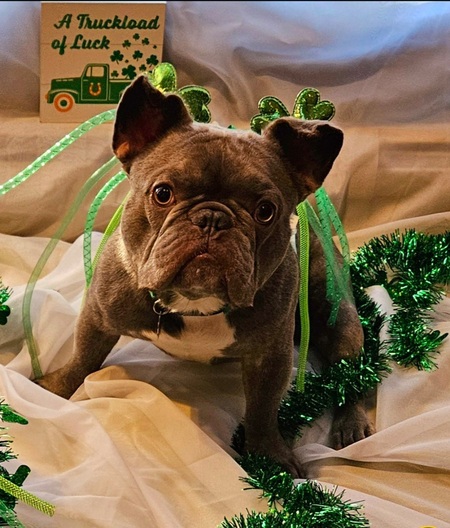 Entry image for Stitch. Clicking this image will show a larger photo