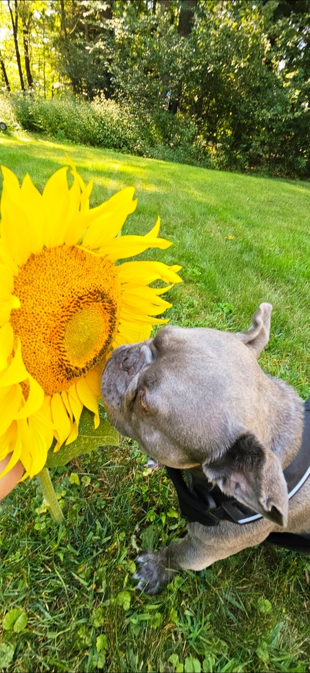 Entry image for Stitch. Clicking this image will show a larger photo