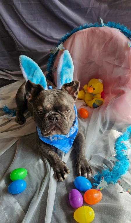 Entry image for Stitch. Clicking this image will show a larger photo