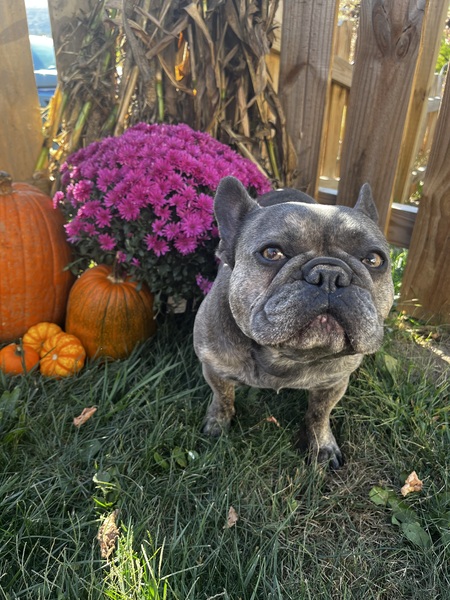 Entry image for Maximillian Beauregard . Clicking this image will show a larger photo