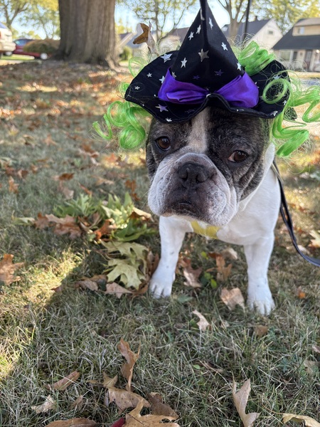 Entry image for Alice . Clicking this image will show a larger photo