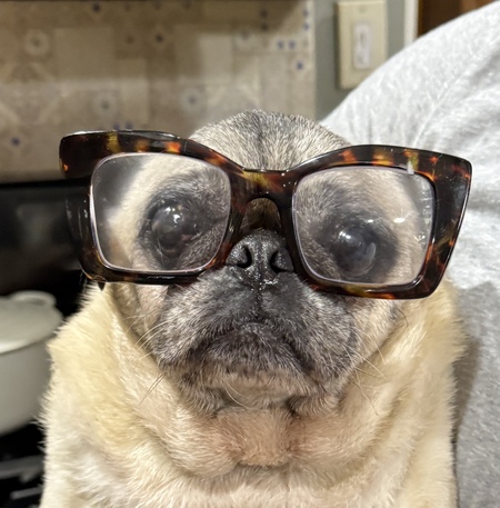 Entry image for Pip . Clicking this image will show a larger photo