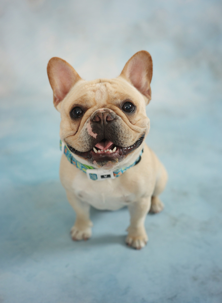 Entry image for Han Solo. Clicking this image will show a larger photo