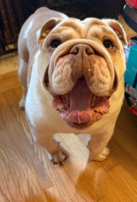 Entry image for Oliver (Ollie) . Clicking this image will show a larger photo