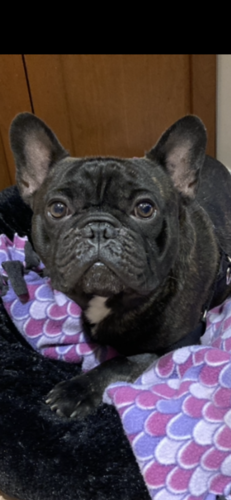 Entry image for Benny. Clicking this image will show a larger photo