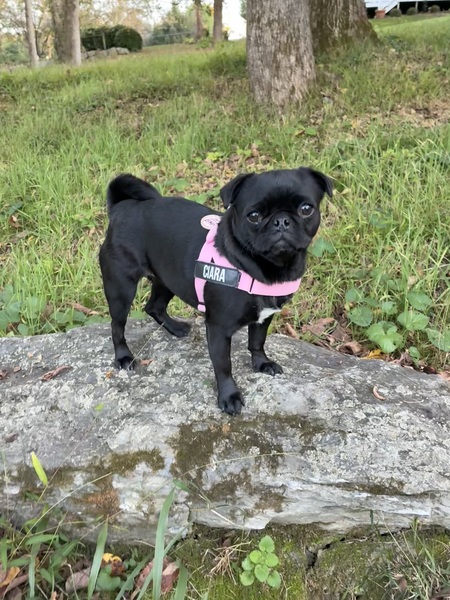 Entry image for Ciara. Clicking this image will show a larger photo