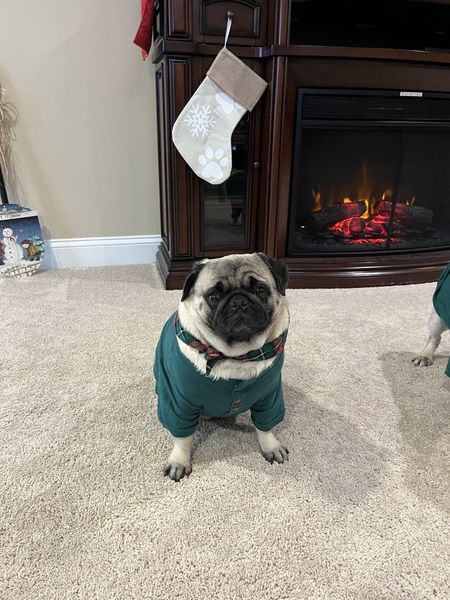 Entry image for Roxy . Clicking this image will show a larger photo