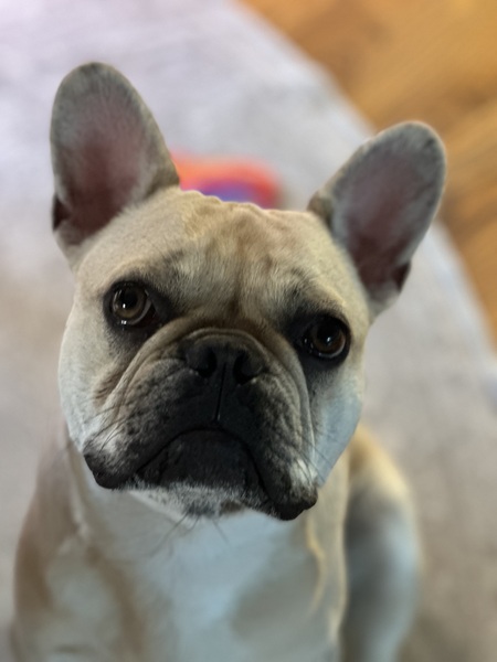 Entry image for Barney. Clicking this image will show a larger photo