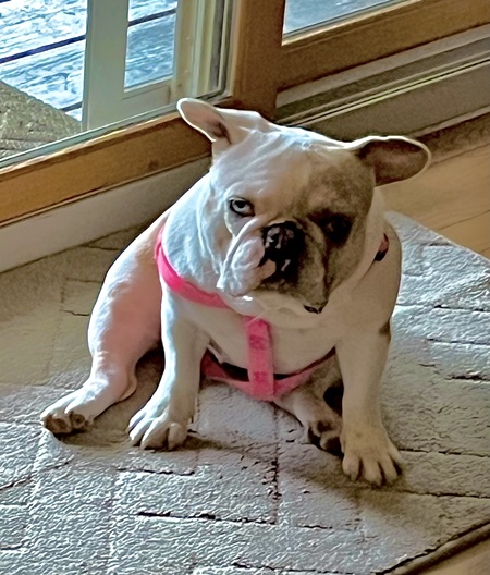 Entry image for Gigi. Clicking this image will show a larger photo