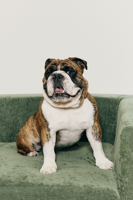 Entry image for Douglas. Clicking this image will show a larger photo