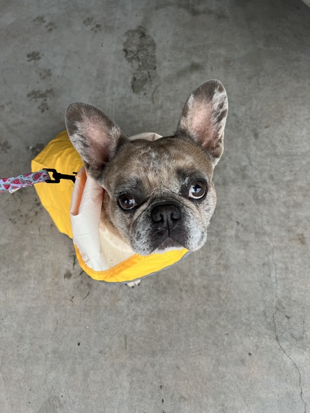 Entry image for Gigi . Clicking this image will show a larger photo