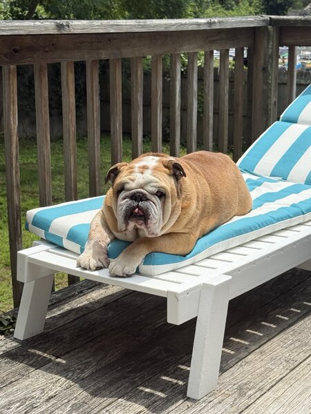 Entry image for Stanley. Clicking this image will show a larger photo