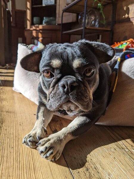 Entry image for Faithy. Clicking this image will show a larger photo