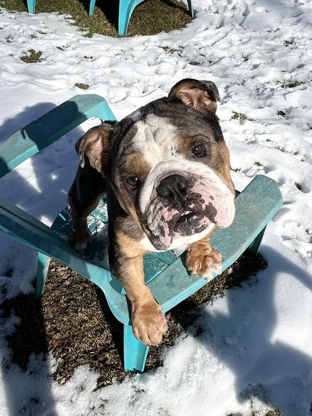 Entry image for Manny. Clicking this image will show a larger photo