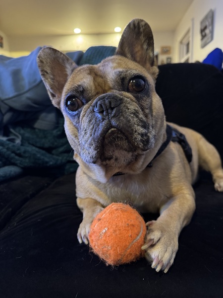 Entry image for Frank. Clicking this image will show a larger photo