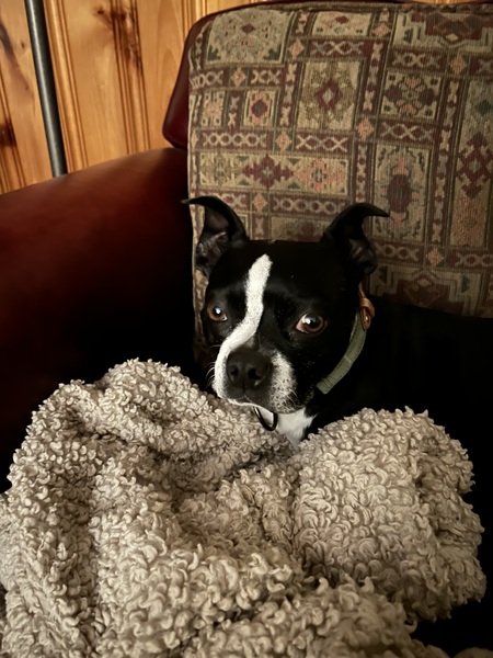 Entry image for Jaxson. Clicking this image will show a larger photo