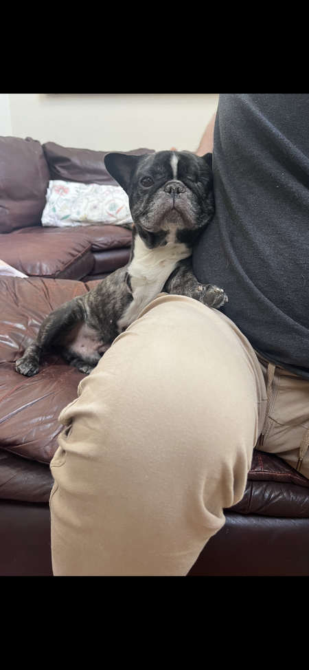 Entry image for Charlie Brown . Clicking this image will show a larger photo