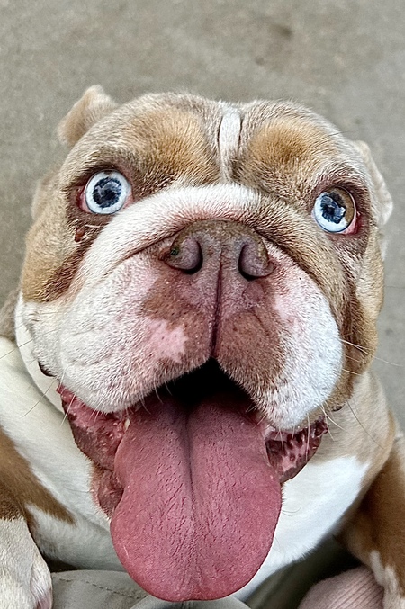 Entry image for Peaches (formerly Ivory). Clicking this image will show a larger photo