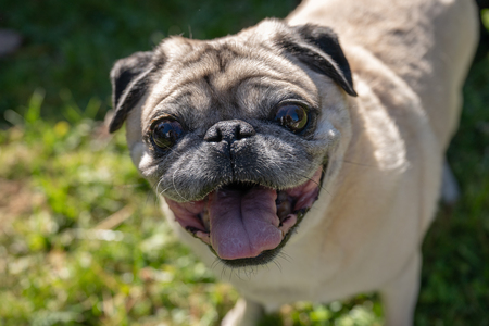 Entry image for Reggie. Clicking this image will show a larger photo