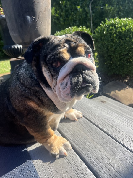 Entry image for Smokey. Clicking this image will show a larger photo