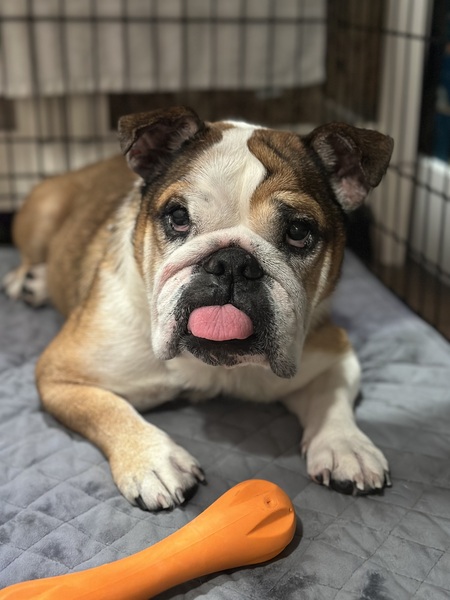 Entry image for Lilo. Clicking this image will show a larger photo