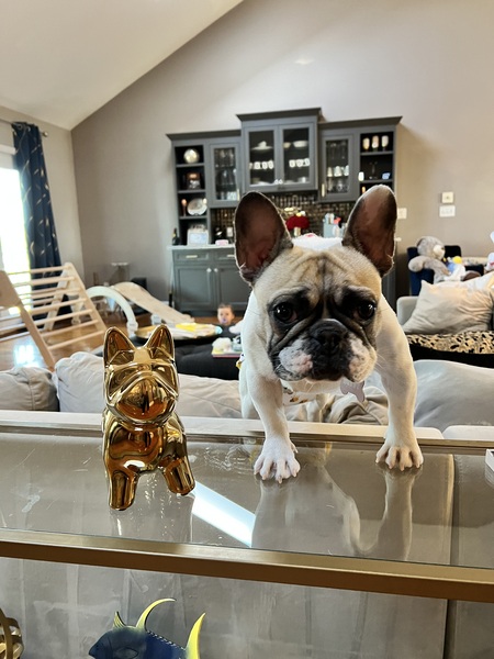 Entry image for Buffy. Clicking this image will show a larger photo