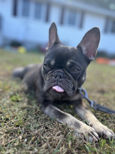 Entry image for Olive. Clicking this image will show a larger photo