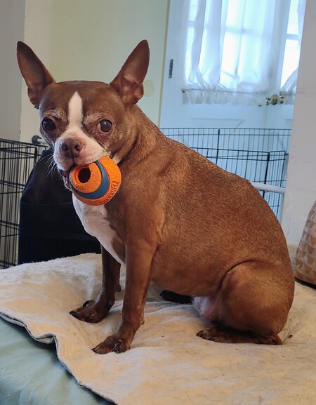 Entry image for Flynn. Clicking this image will show a larger photo